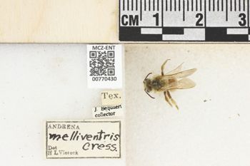 Media type: image;   Entomology 770430 Aspect: Labels